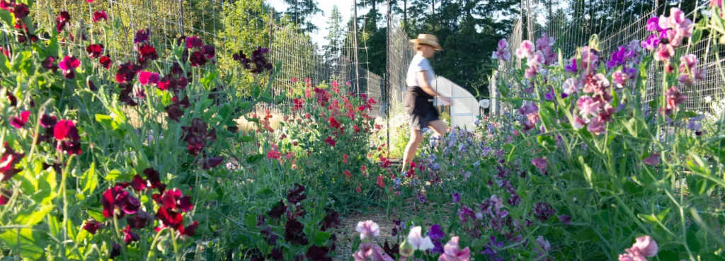 woman walking through rows of blooming sweet peas woman walking through rows of blooming sweet peas