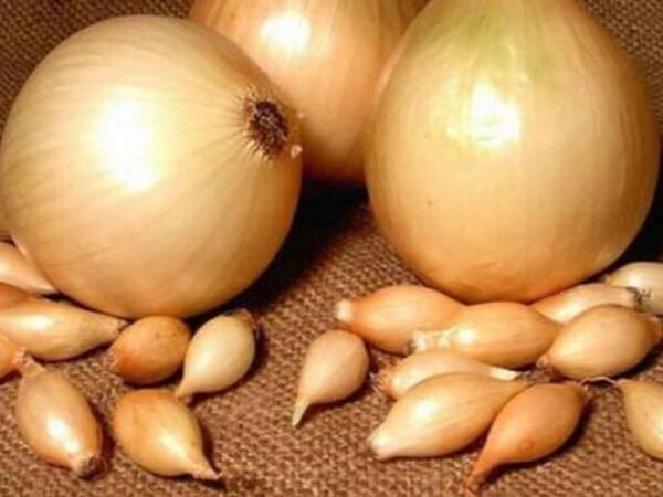 svogūnų sodinukai cupido hibridinis (kopija)