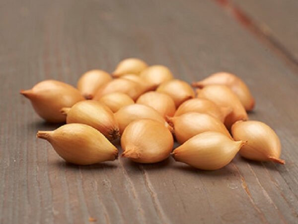 svogunū sodinukai cupido hibridinis